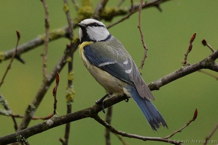 ENE-20130501-0106.jpg - [nl] Pimpelmees ( Parus caeruleus ) | Vareilles, Saône-et-Loire, Frankrijk[en] Blue Tit ( Parus caeruleus ) | Vareilles, Saône-et-Loire, France